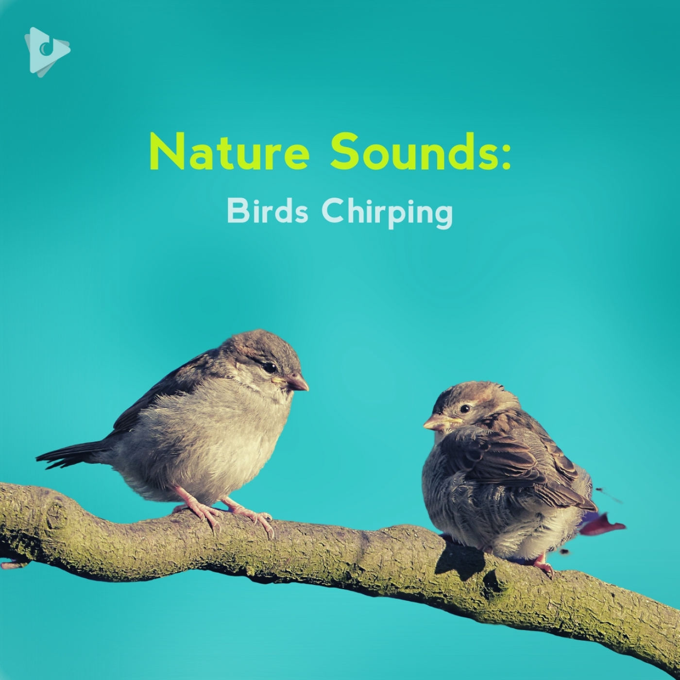 Nature Sounds: Birds Chirping Playlist | Lullify