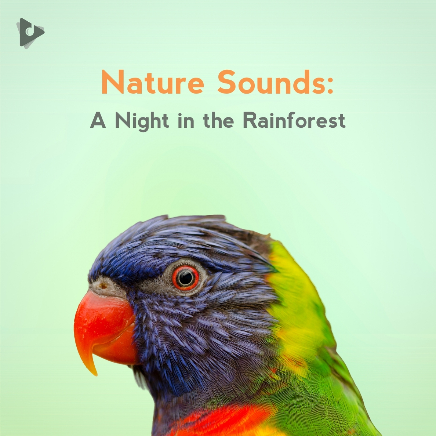 Nature Sounds: A Night in the Rainforest