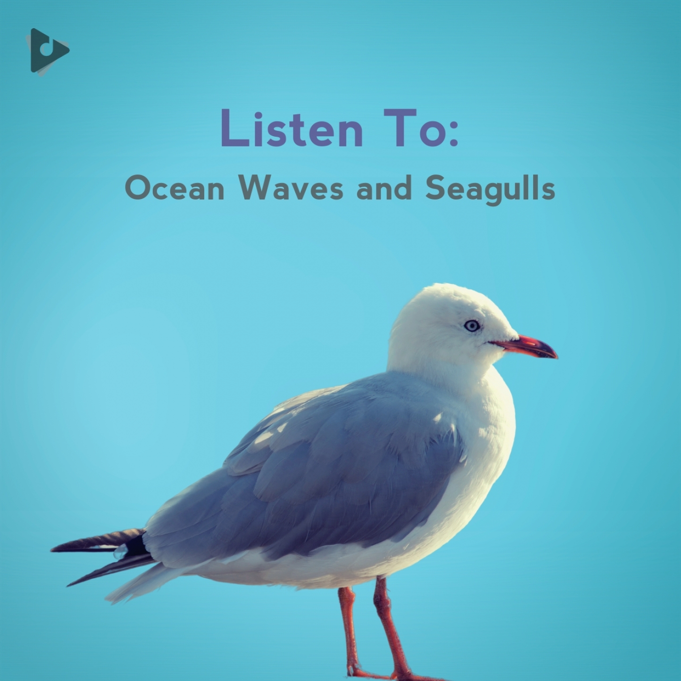 Listen To: Ocean Waves and Seagulls
