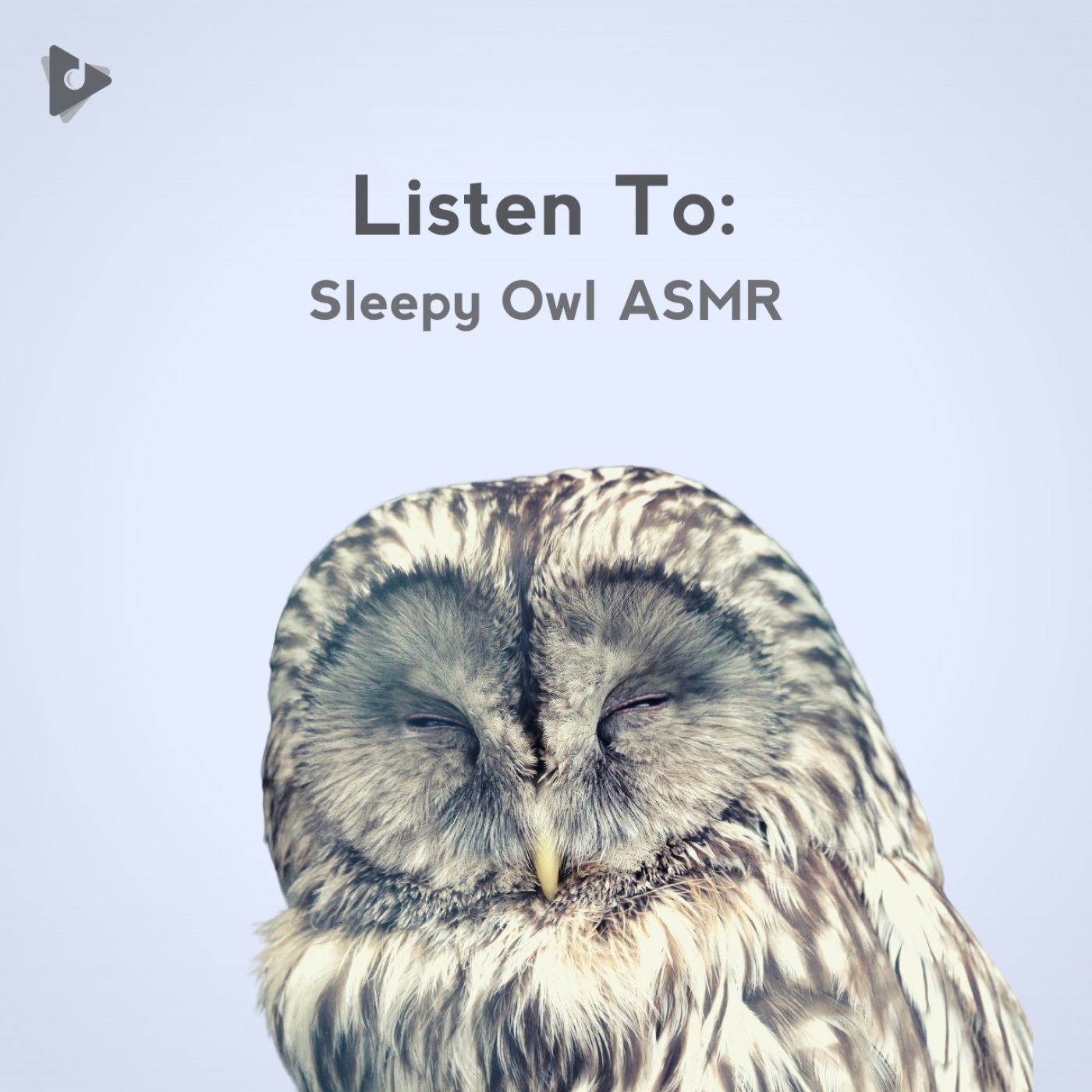 Listen To: Sleepy Owl ASMR