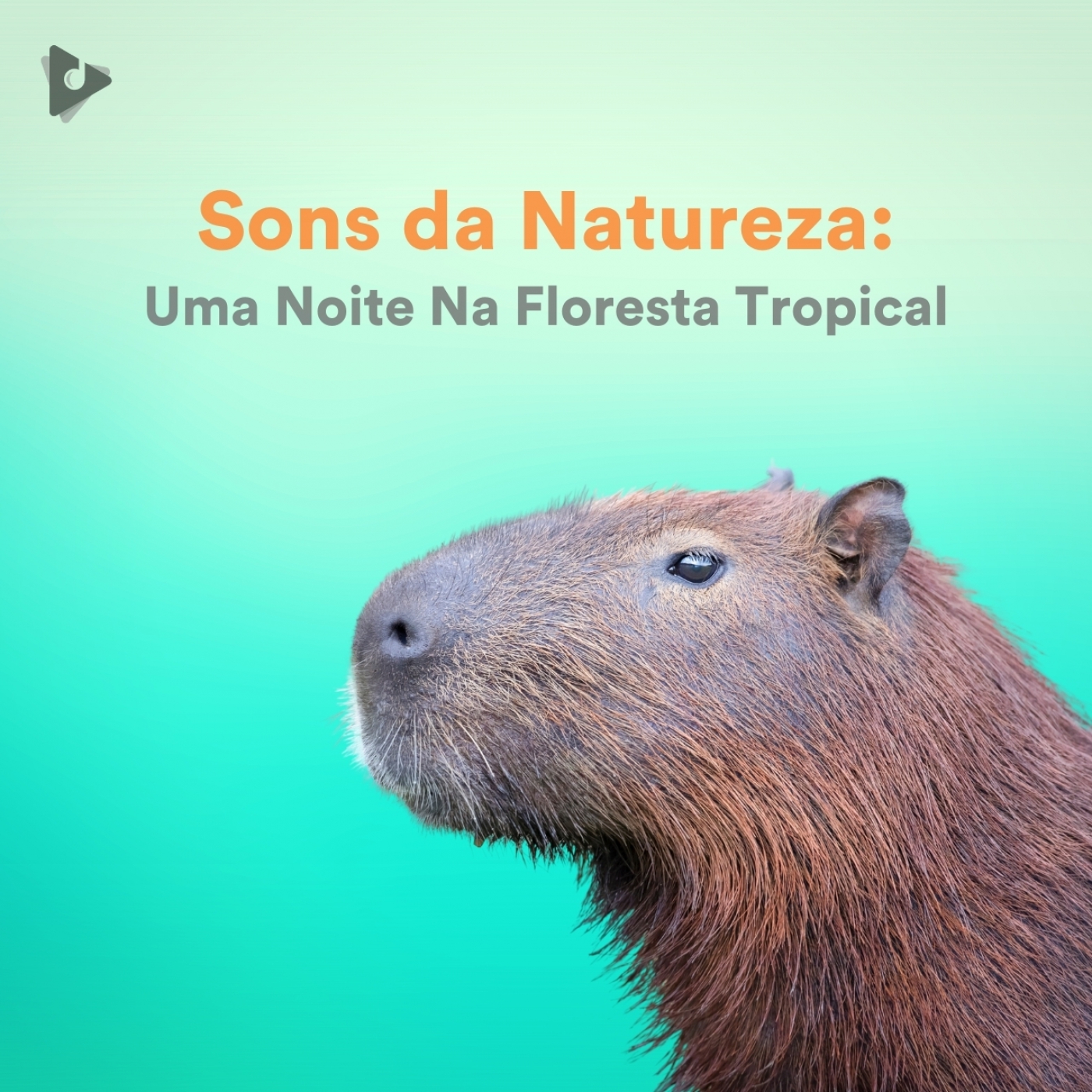Sons da Natureza: Uma Noite Na Floresta Tropical