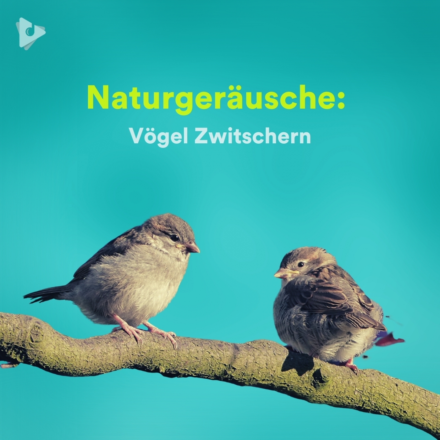 Naturgeräusche: Vögel Zwitschern