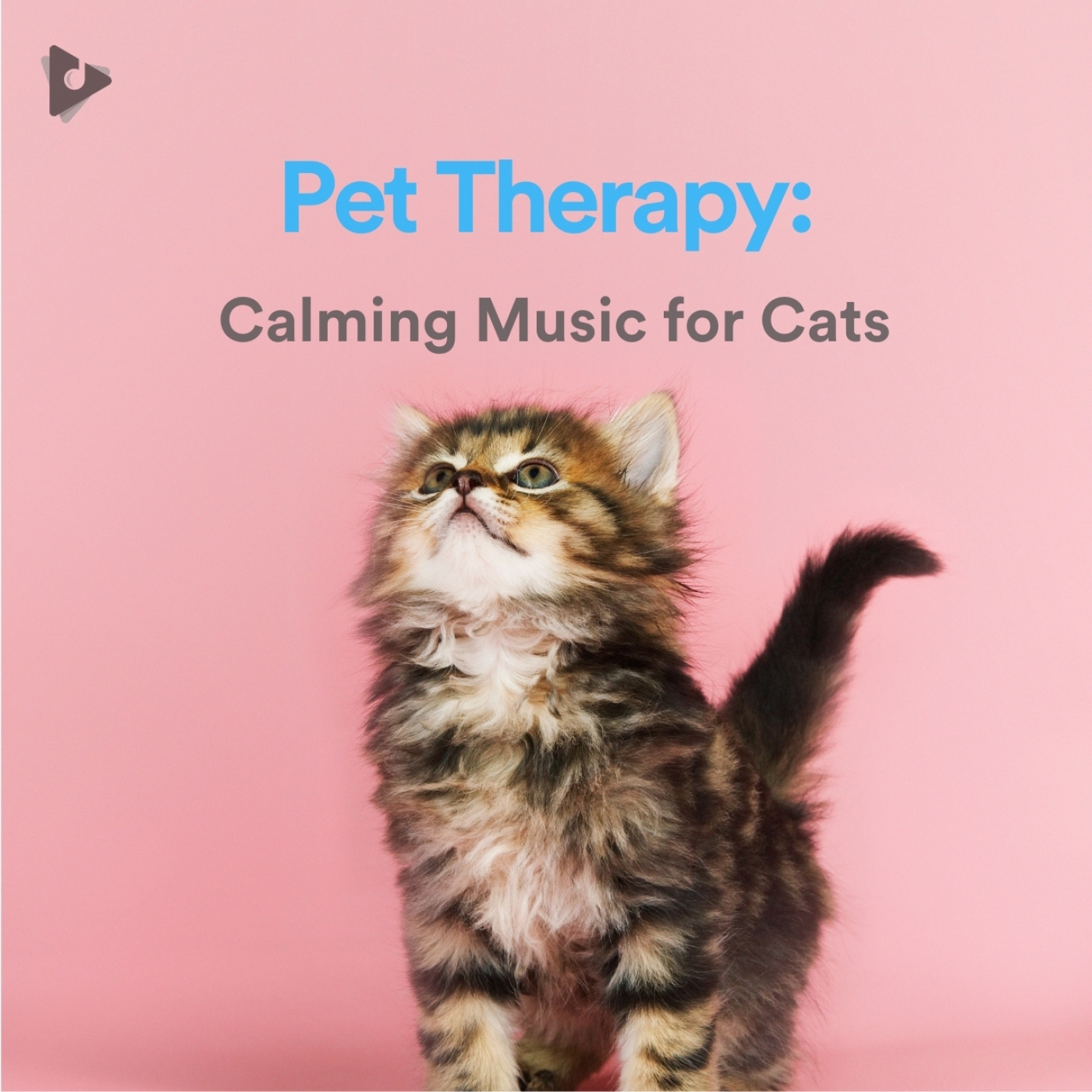 Pet Therapy: Calming Music for Cats