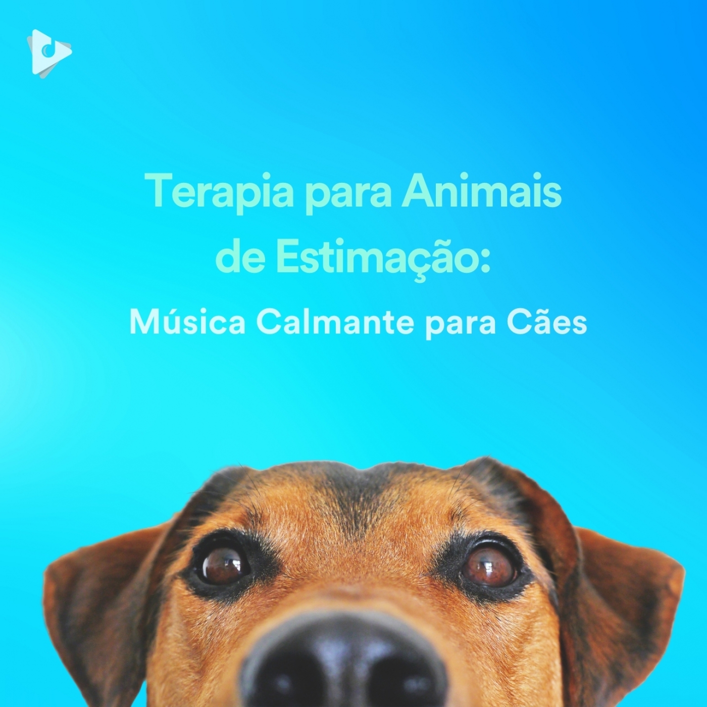 Terapia para Animais de Estimação: Música Calmante para Cães