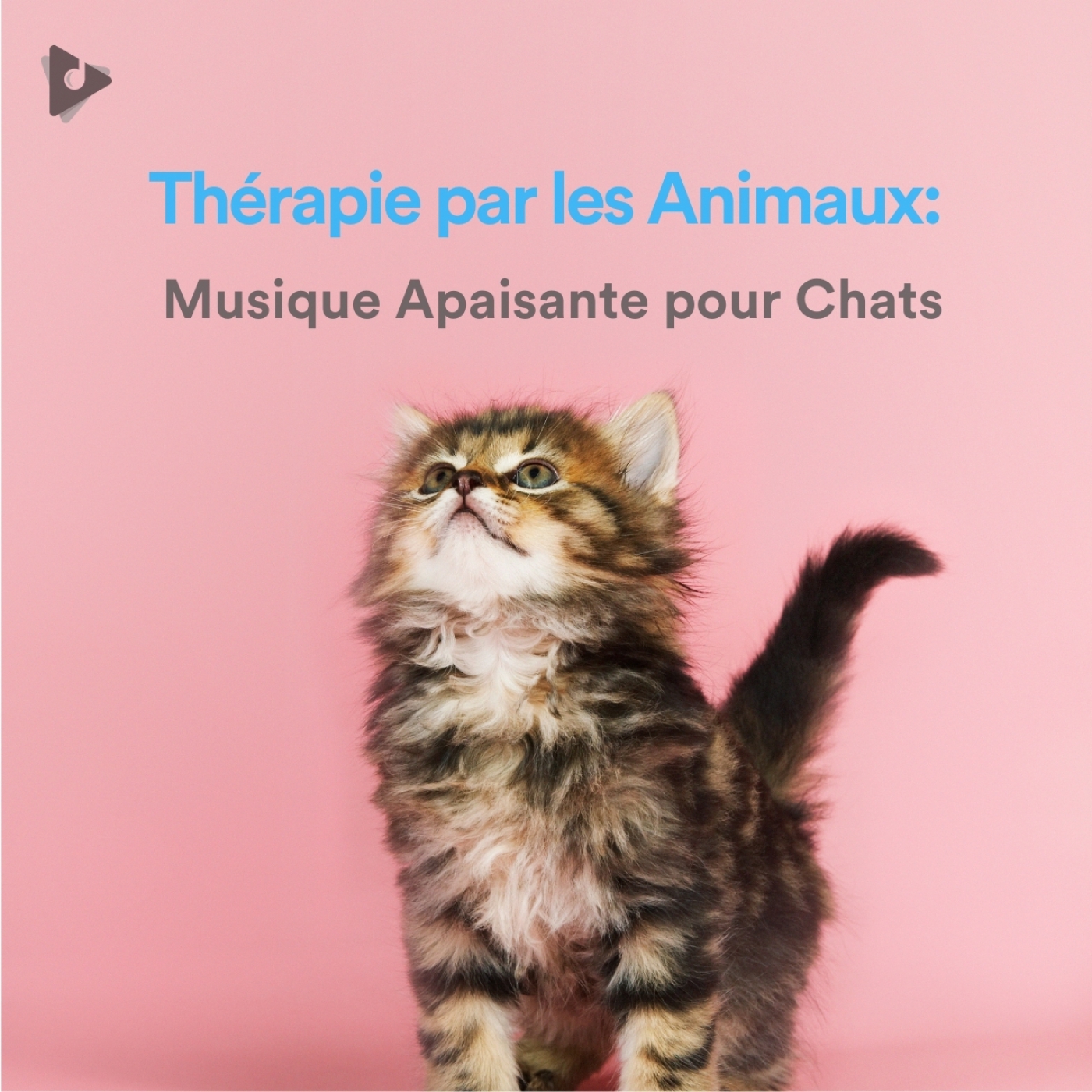 Therapie Par Les Animaux Musique Apaisante Pour Chats Playlist Lullify