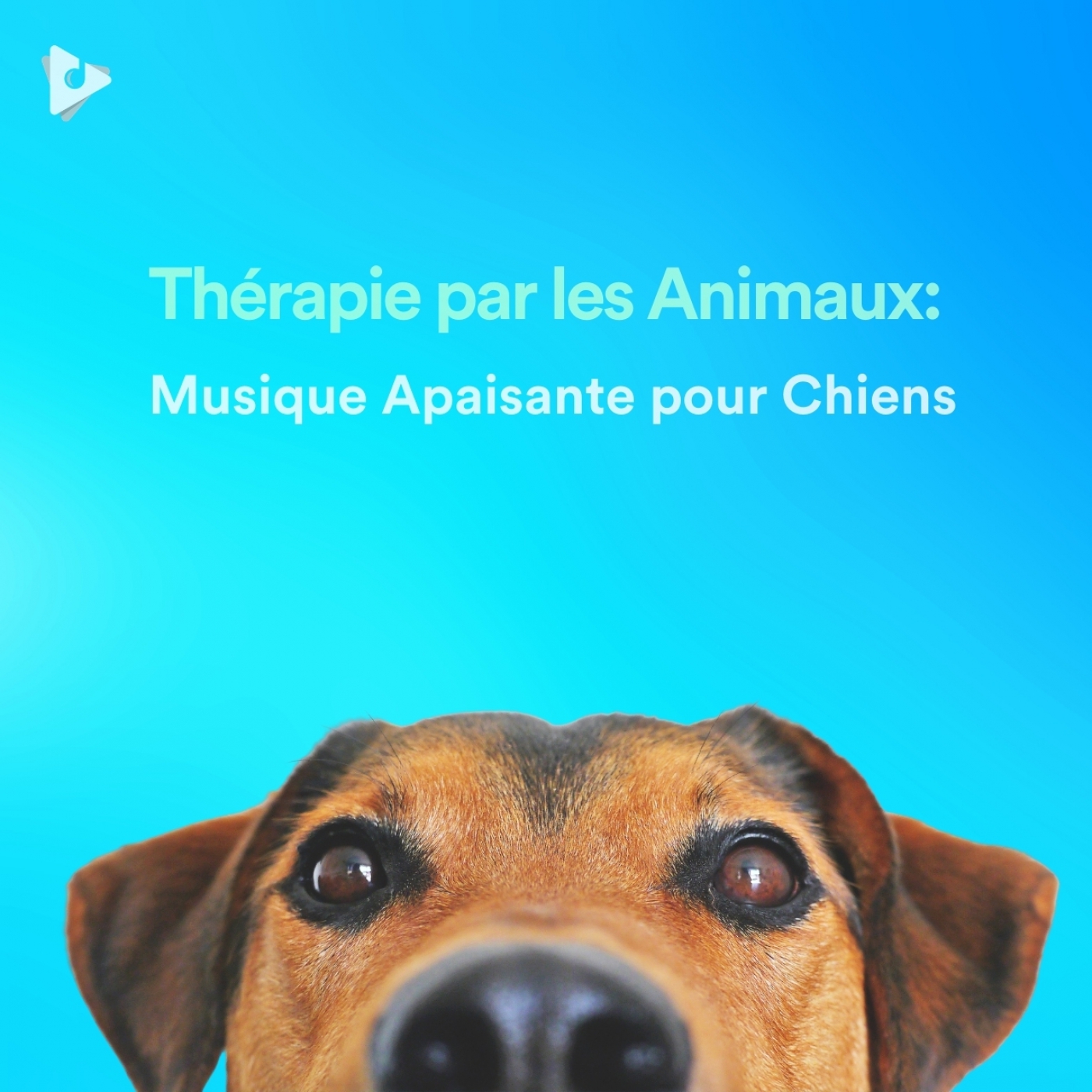 Thérapie par les Animaux: Musique Apaisante pour Chiens