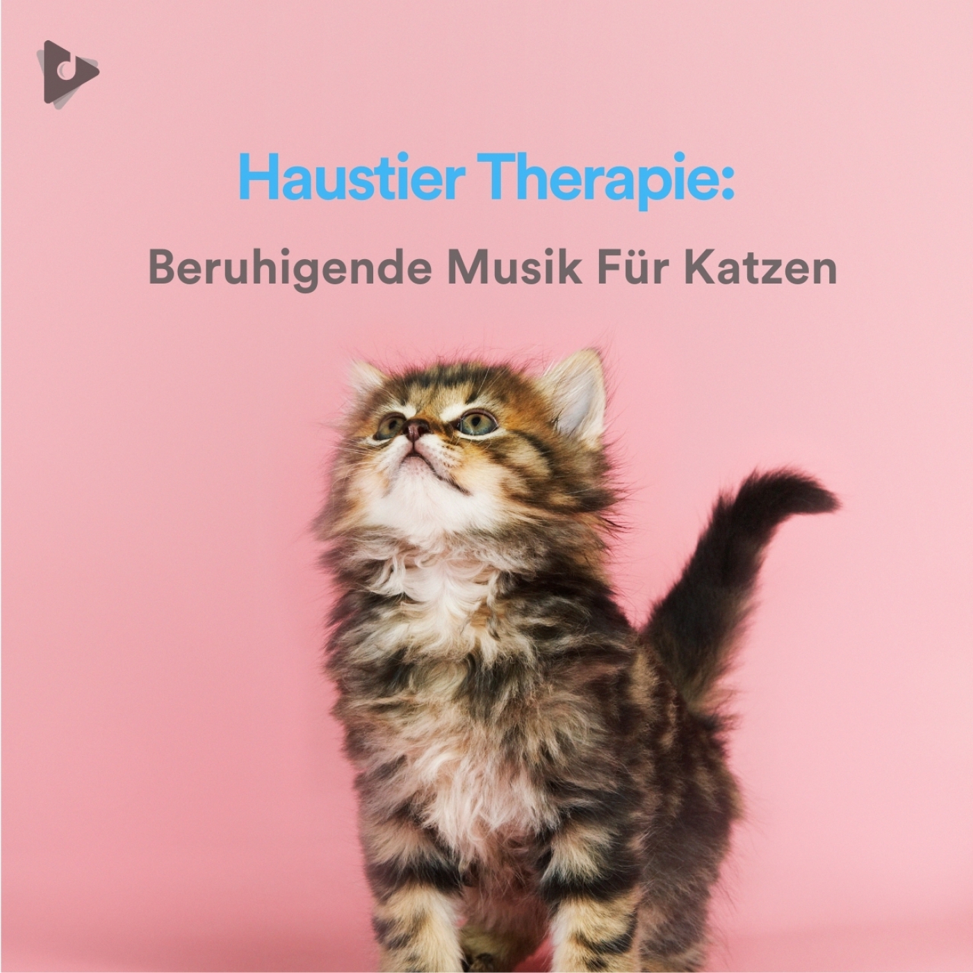 Haustier Therapie: Beruhigende Musik Für Katzen