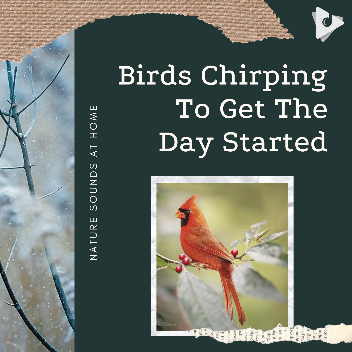 Birds Chirping To Get The Day Started