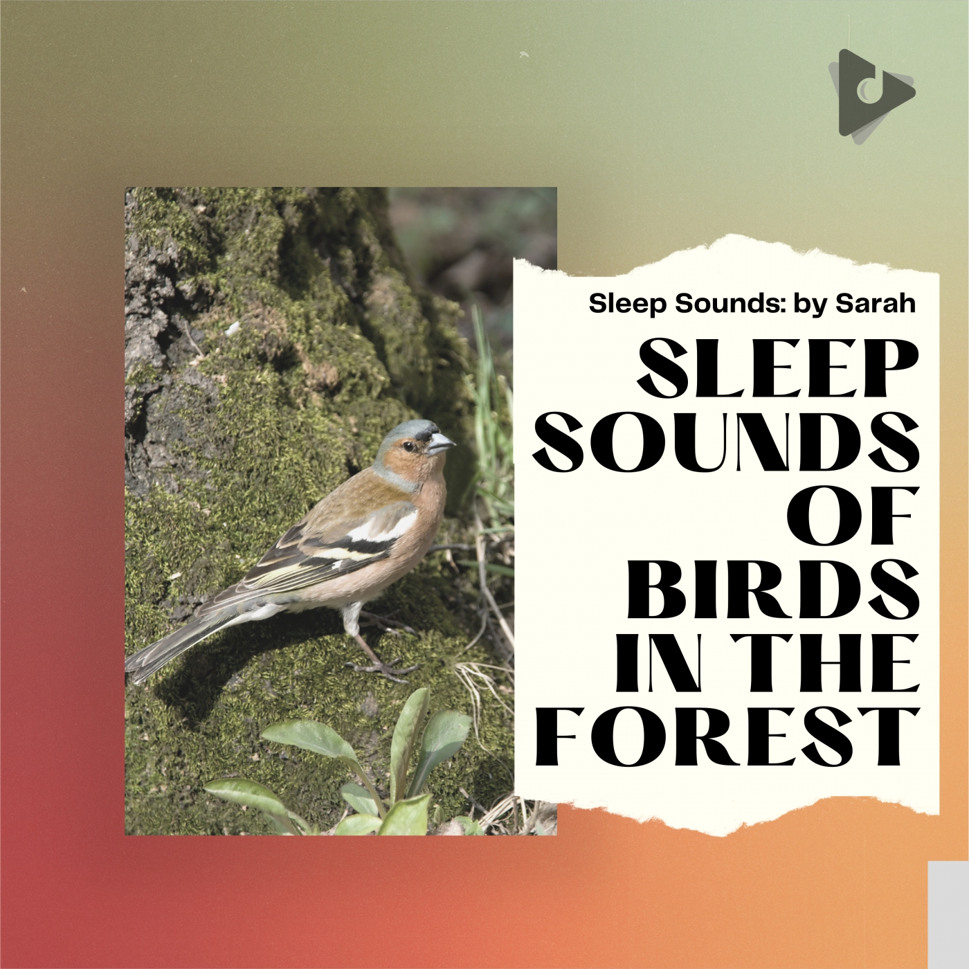 Sleep Sounds of Birds in the Forest