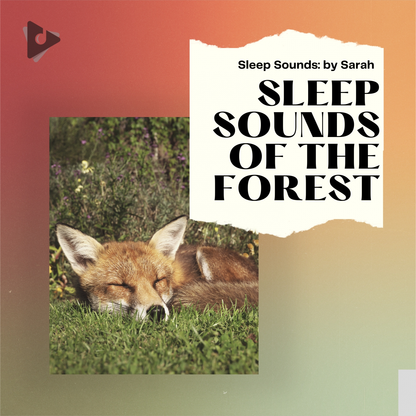 Sleep Sounds of The Forest