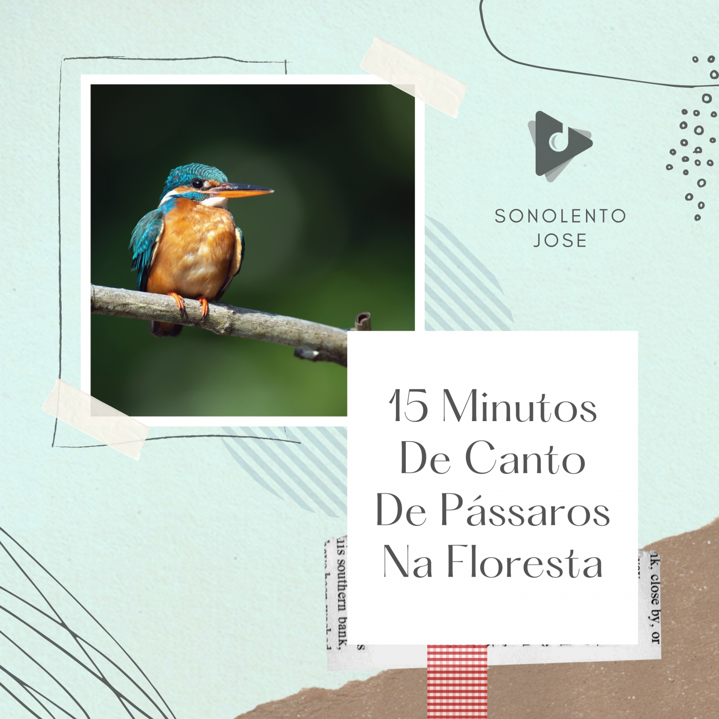 15 Minutos De Canto De Pássaros Na Floresta
